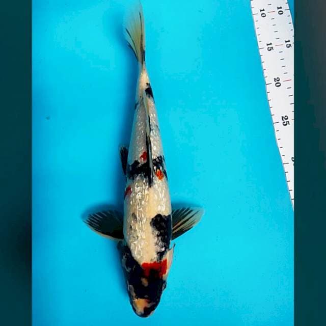 Kindai showa ginrin 34cm male
