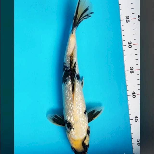 Shiro ginrin 32cm male