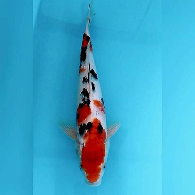35cm sanke jantan