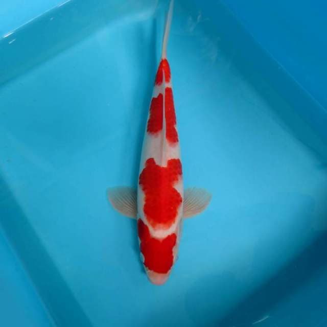 C. KOHAKU 4 STEPS,-