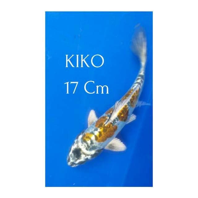 Kiko SQ 17 Cm