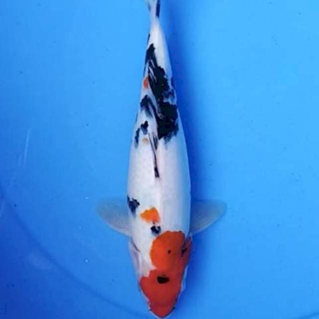 Sanke 25 cm