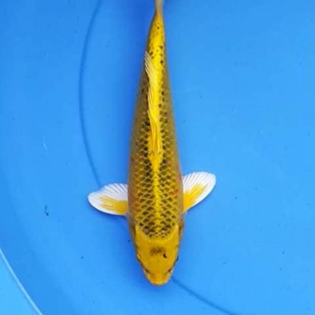 Kin matshuba 25 cm