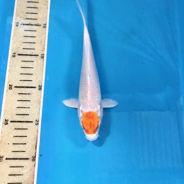 Tancho Hariwake, 21 cm