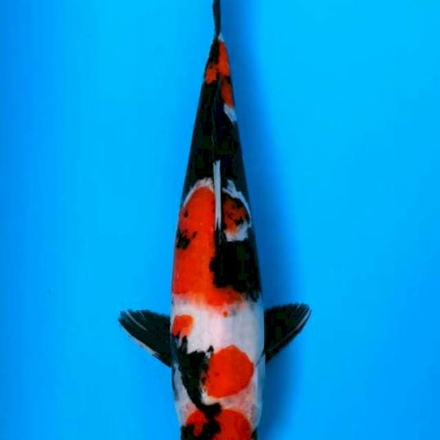 showa sansoku
