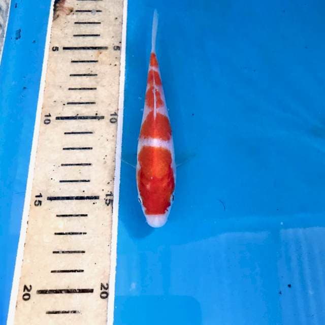 Kohaku, 13 cm