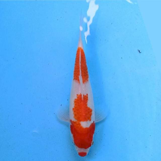 Kohaku 21 cm