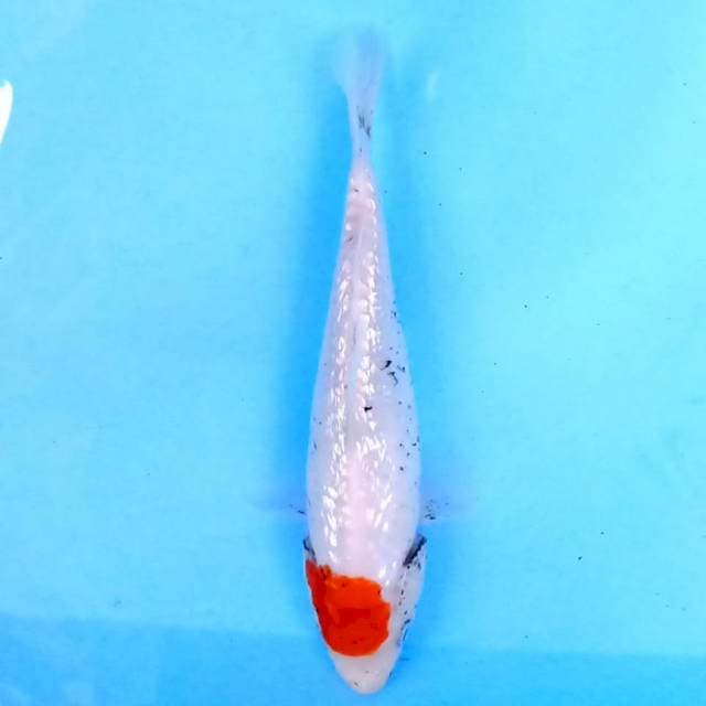 Tancho Matsukabawake 20 cm