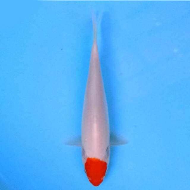 Tancho 16 cm