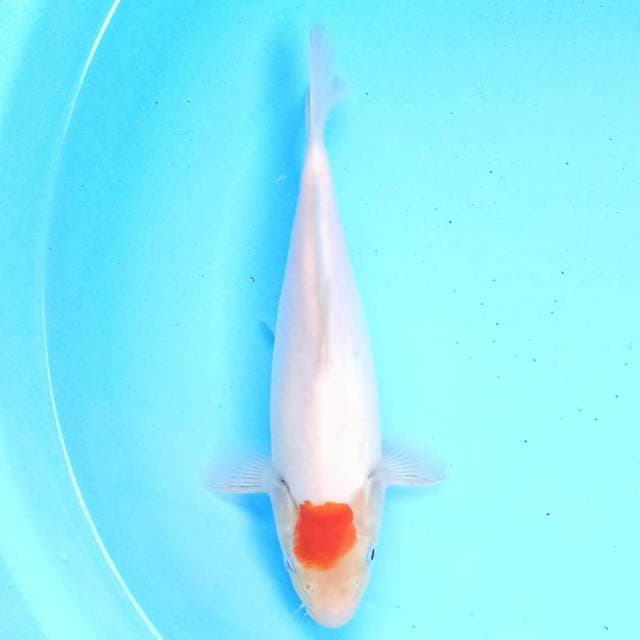 Tancho 22 cm