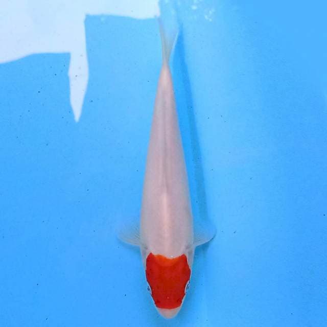 Tancho 21 cm