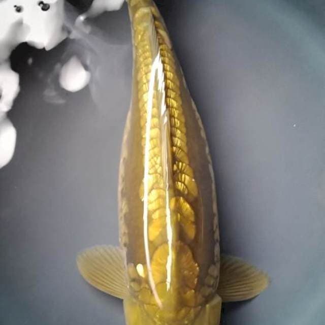 CHAGOI DOITSU ARAGOKE GINRIN BULKY 40 Cm