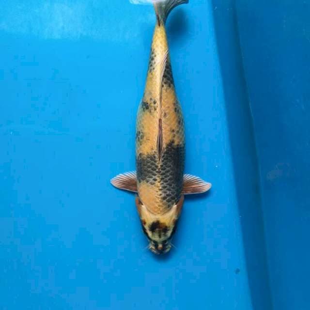 Kin utsuri 37cm Female