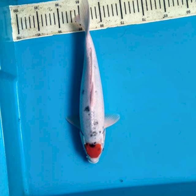 Tancho goshiki 35cm female