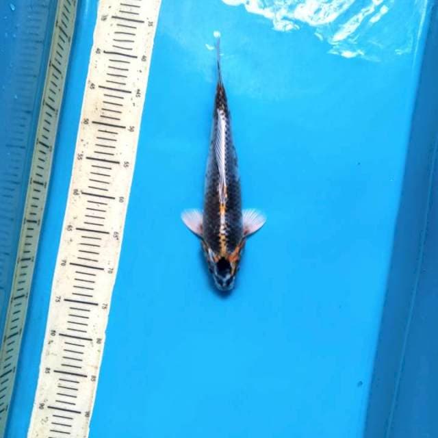 Kujyaku 35cm Male
