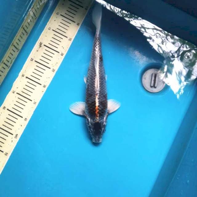 Beni gingga 35cm female