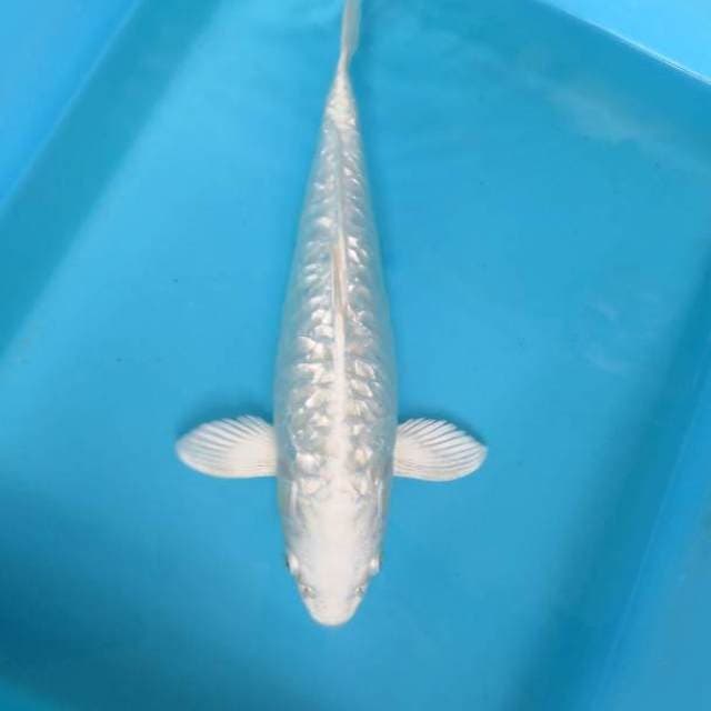 H. PLATINUM RING NAGA,-
