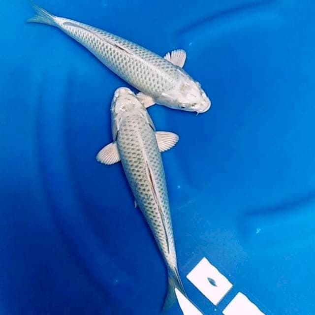 Gin matsuba punuk 29cm