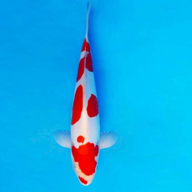 HACHI 1 ~ KOHAKU DOITSU MURNI ™