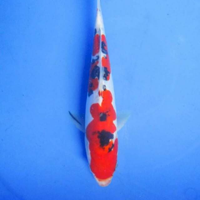 Doitsu sanke 25 cm