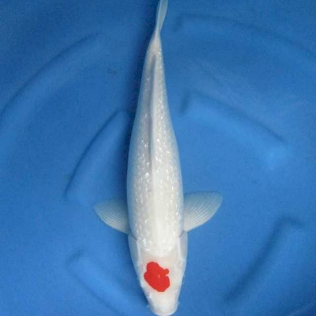Tancho kohaku Ginrin 48 cm