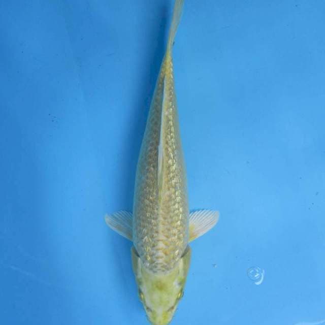 Ogon Gonrin 27 cm