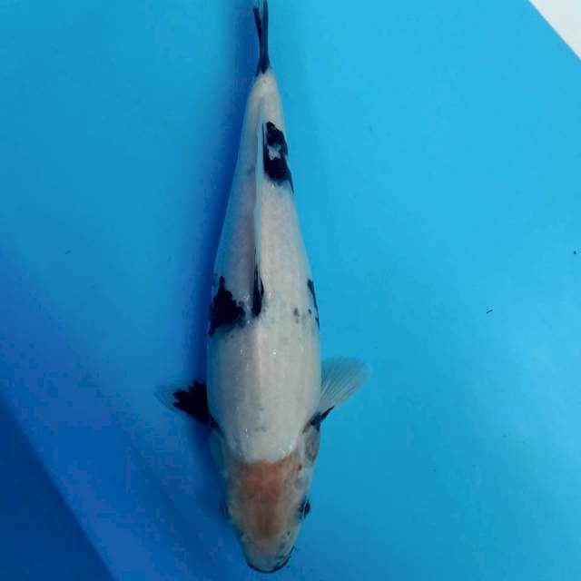 Shiro putih salju 26cm