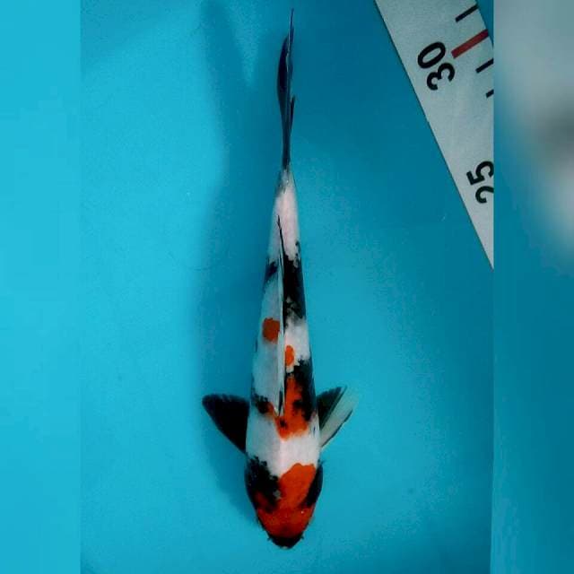 25cm showa