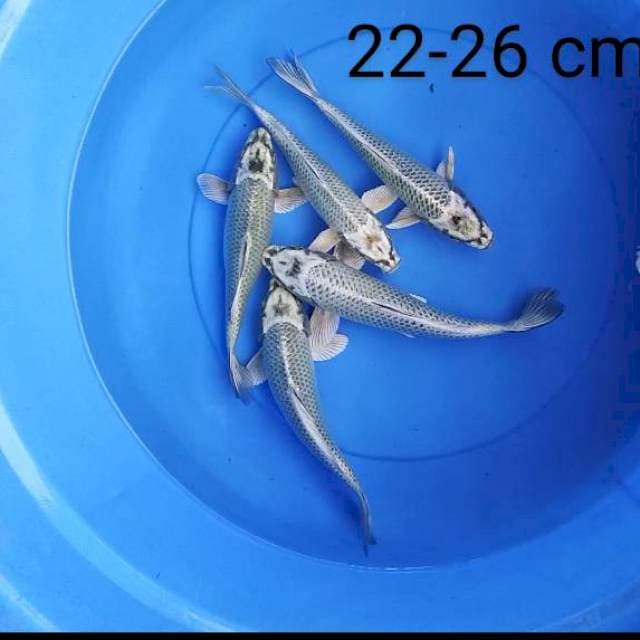 Mukashi 5 ekor 22-26 cm