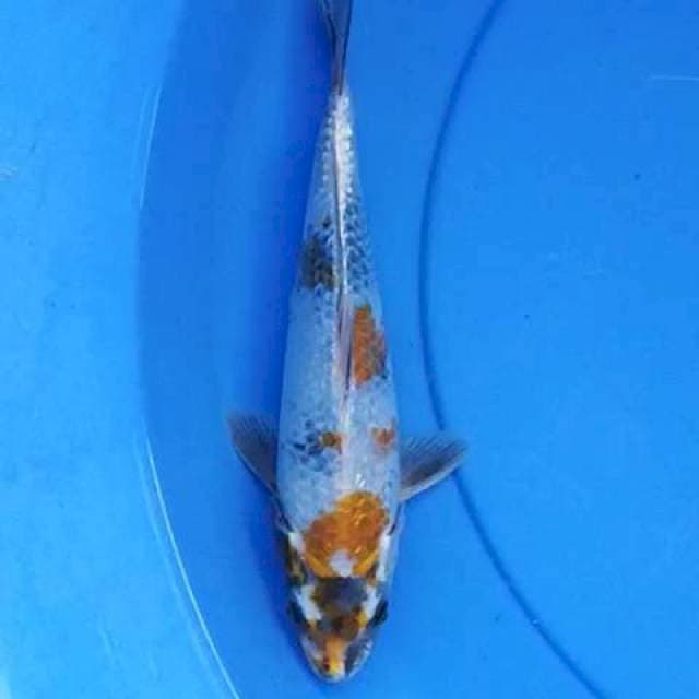 Kin Showa Ginrin 24 cm