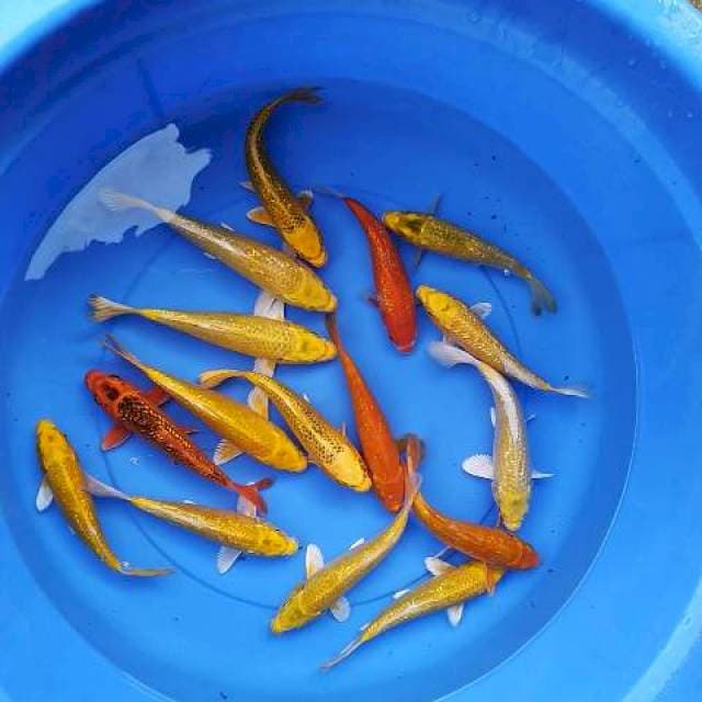 Ginrin 18-20 cm