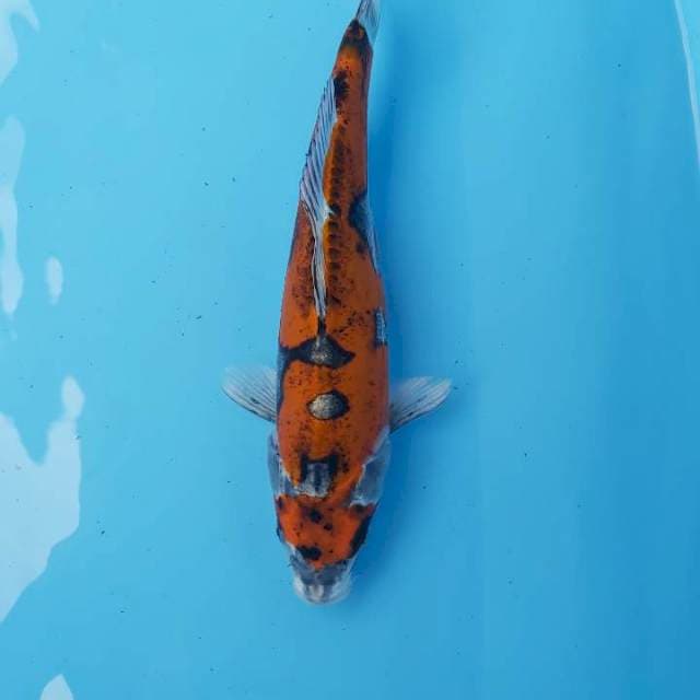 MARUTEN KIKORYU