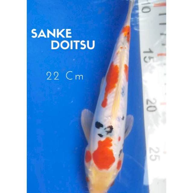 Sanke Doitsu