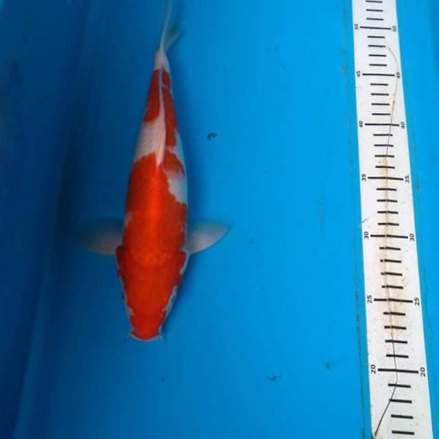 Kohaku Red strong