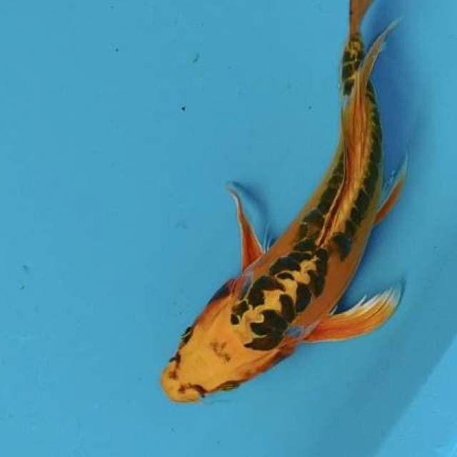 Kumpay mishuo 31cm