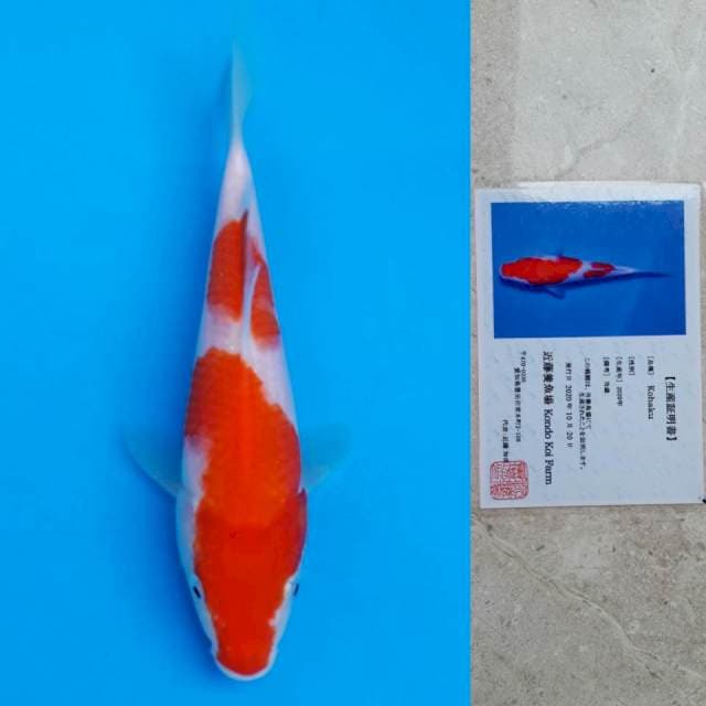 kondo kohaku 15cm serti