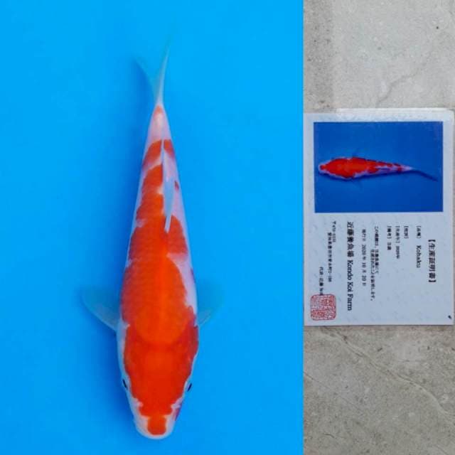 kondo kohaku 16cm serti