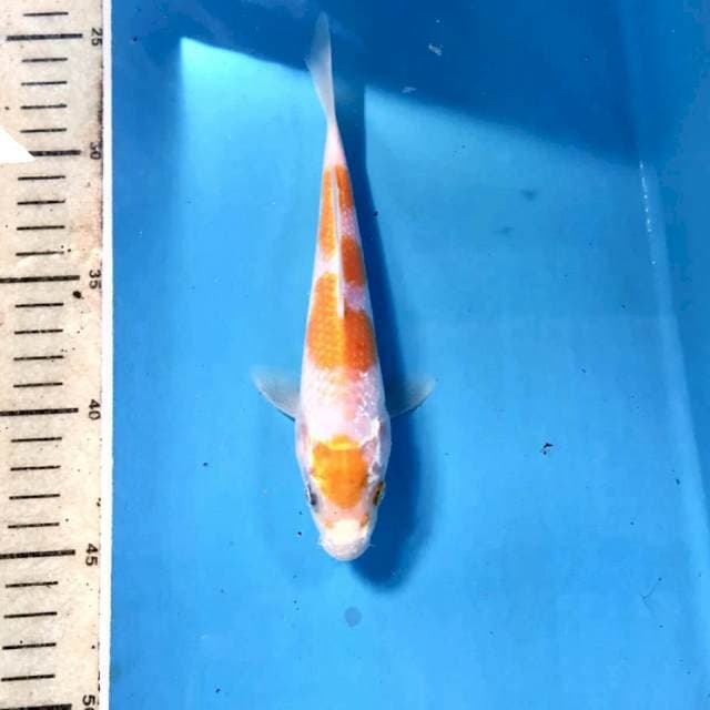 Kijiro, 20 cm