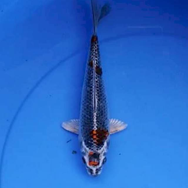 Tancho beni gingga 21 cm