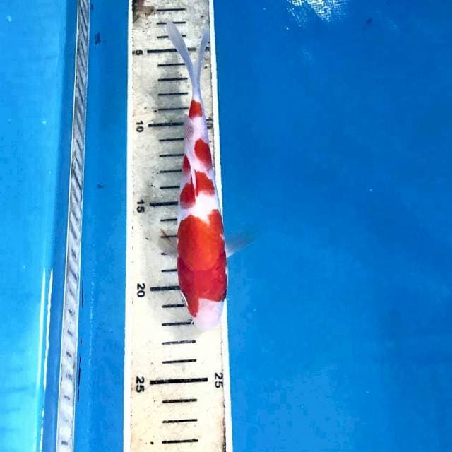 Kohaku, 17 cm