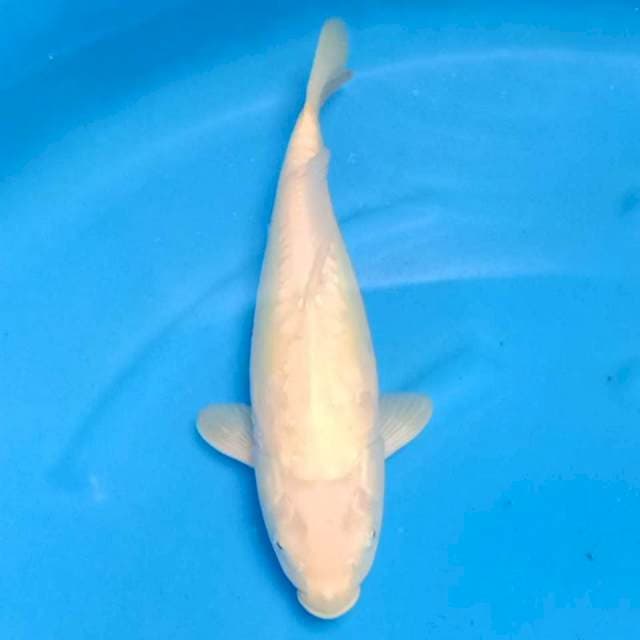 Karashi 42cm