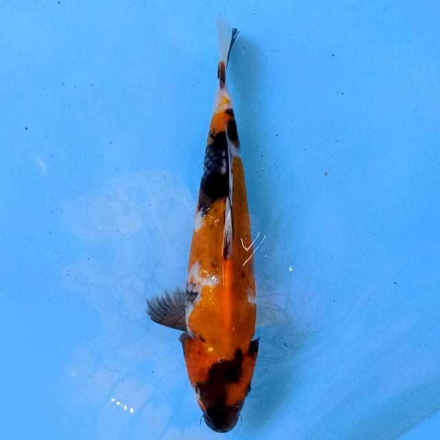 Showa 22 cm