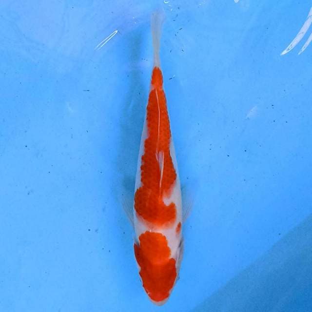 Kohaku 21 cm