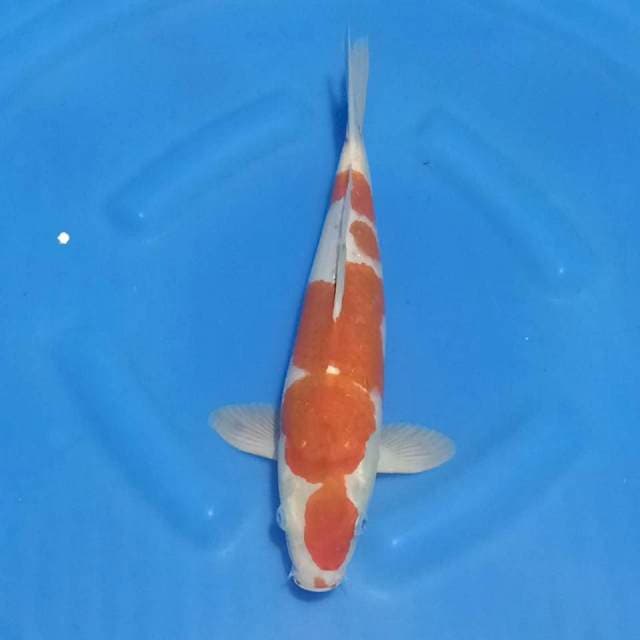 Maruthen Kohaku 37cm