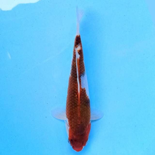 Goromo 22 cm