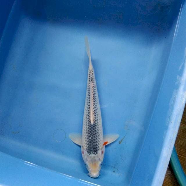 Asagi 25cm