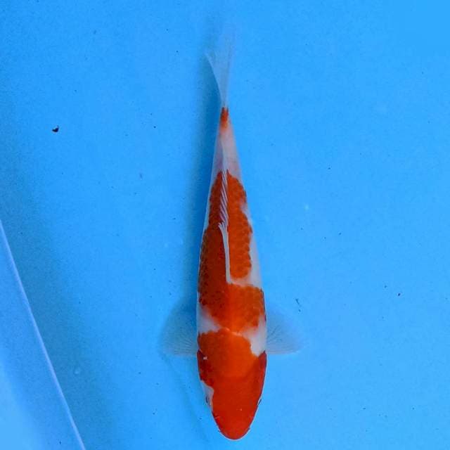 Kohaku 20 cm
