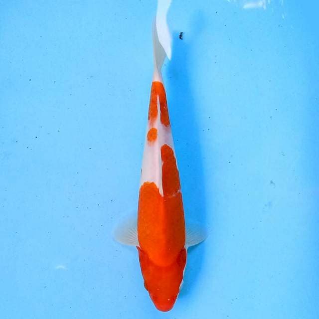 Kohaku 25 cm