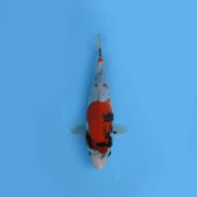 24CM - SHOWA