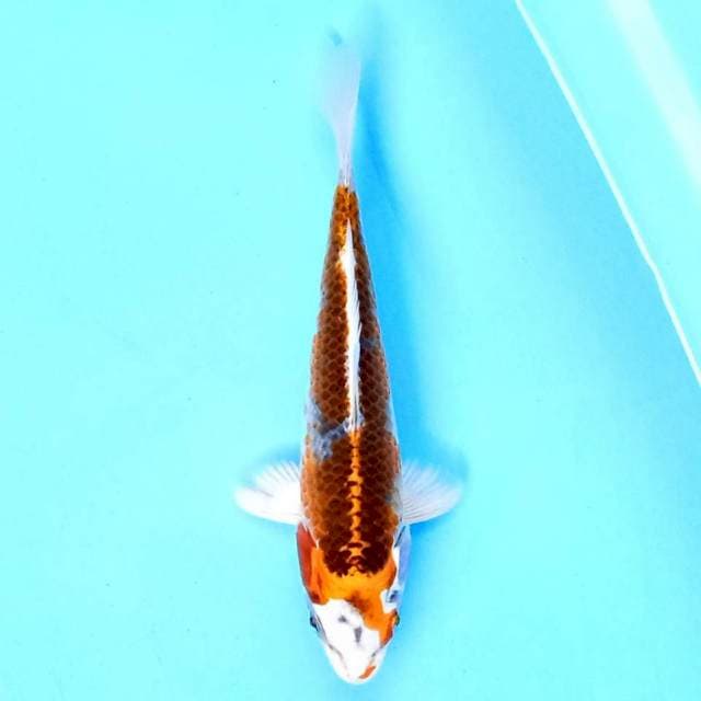 Kujaku 19 cm